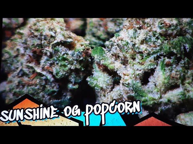 SUNSHINE OG STRAIN REVIEW