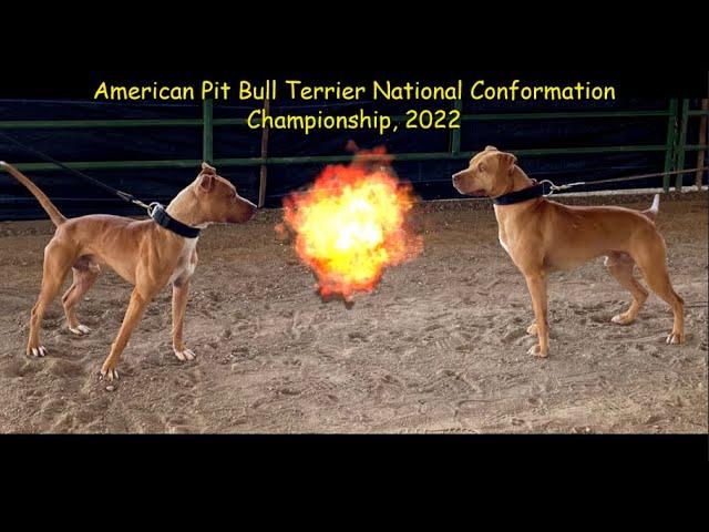 Best Champion APBT's: American Pit Bull Terrier Nationals, Complete Show 2022—Salt Lake, Utah!