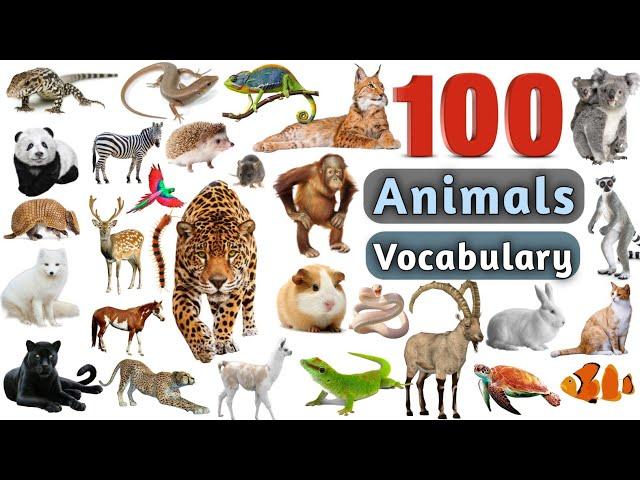 Animals Vocabulary In English ll 100 Animals Name In English With Pictures