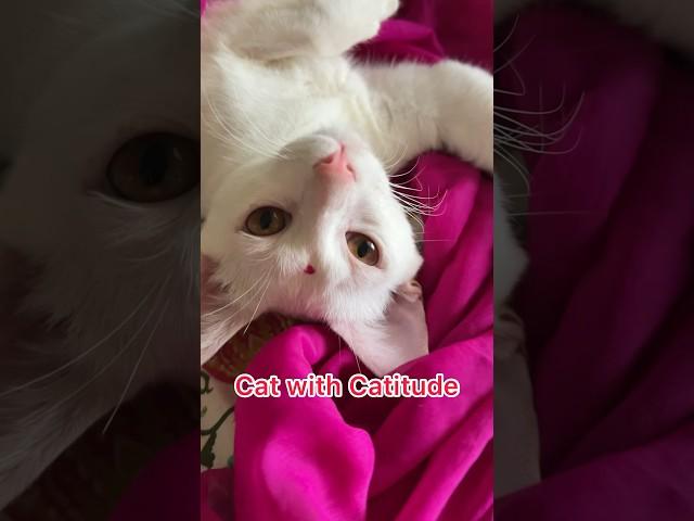 IRA IN RETRO #catfunnyvideo #catlover #cutecatshorts #catholic #funnykittens #catsofinstagram