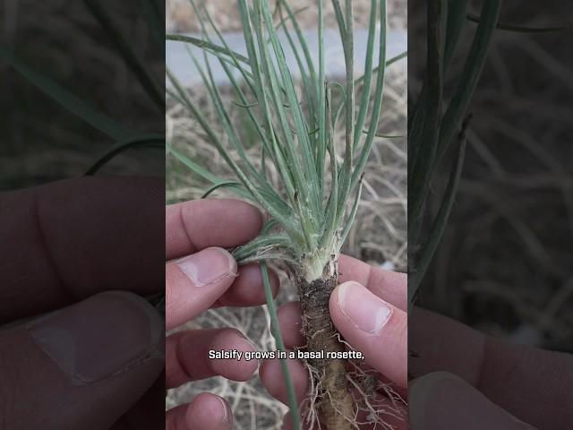 Do you have this edible weed in your yard? #foraging