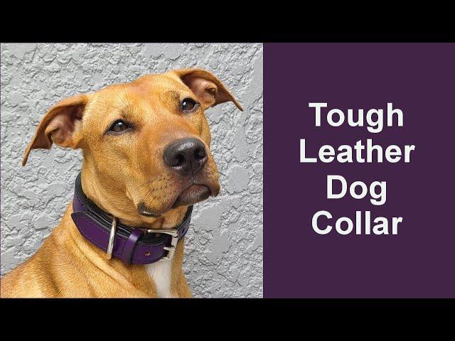 Tough Leather Dog Collar