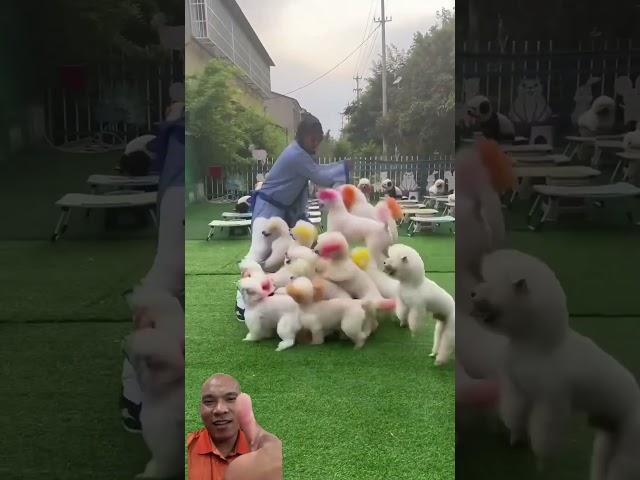 Pomeranian dogs jump rope extremely well #mico Pomeranian vlog