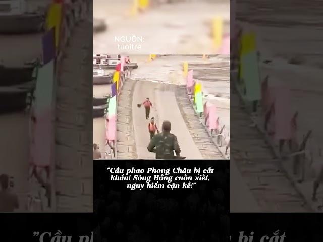 "Cầu phao Phong Châu bị cắt khẩn! Sông Hồng cuốn xiết, nguy hiểm cận kề!"