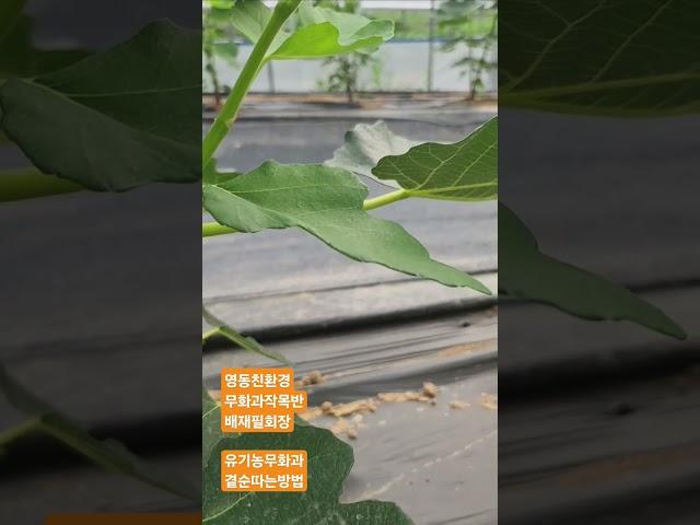 영동친환경무화과 배재필회장님 무화과 곁순따는방법설명 #영동친환경무화과작목반 #무화과 #유기농무화과 #친환경무화과 #무농약무화과 #무화과곁순따는방법 #무화과재배법 #무화과열매