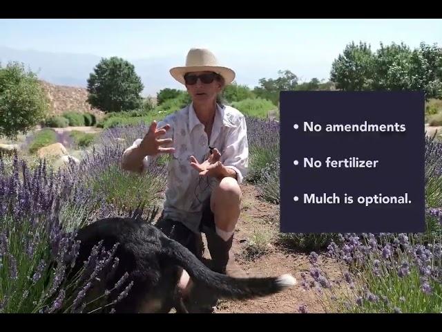 Eastern Sierra Lavender production at De La Cour Ranch