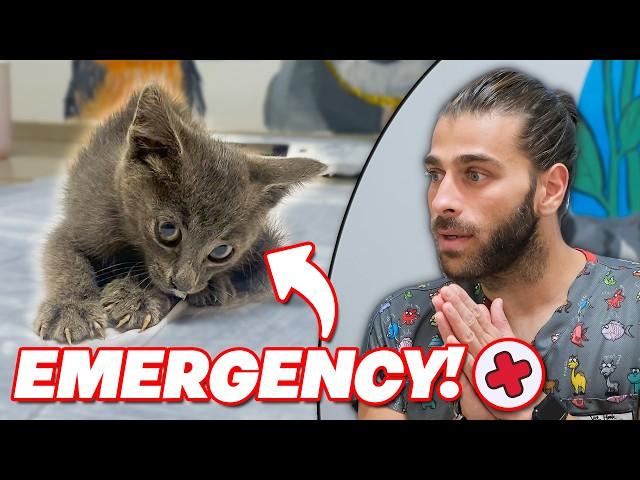 Rescuing Emergency Patient! (Baby Kitten Having a Seizure!)