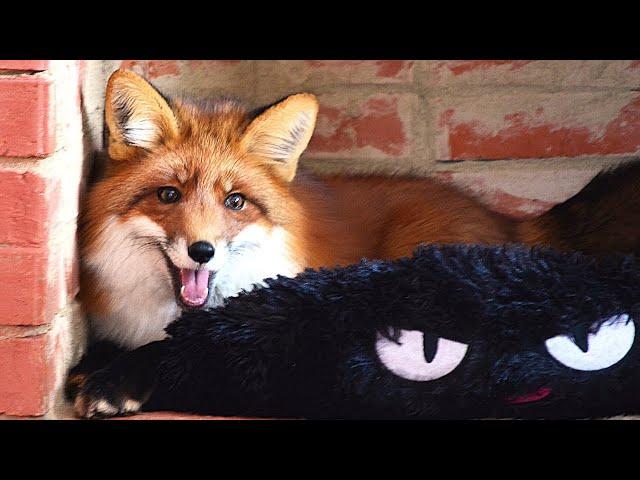 Foxie Fox learning to live inside 