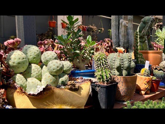 Rarest Cacti and Euphorbia at this shop!