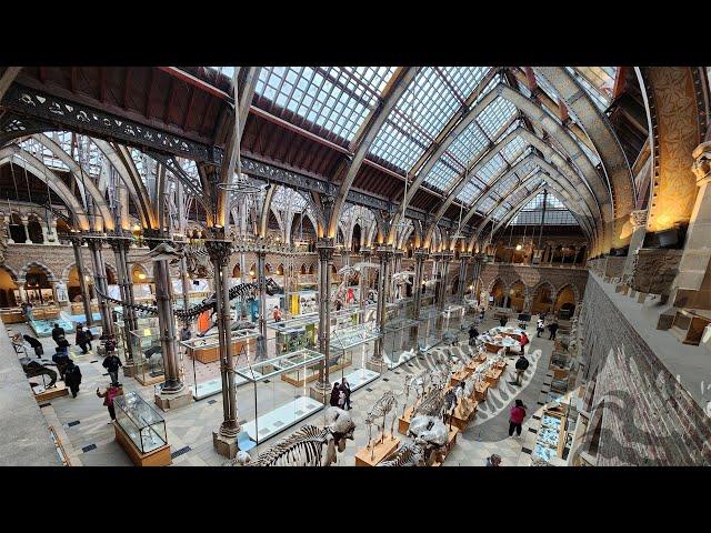 Jurassic Park? | Oxford University Museum of Natural History 