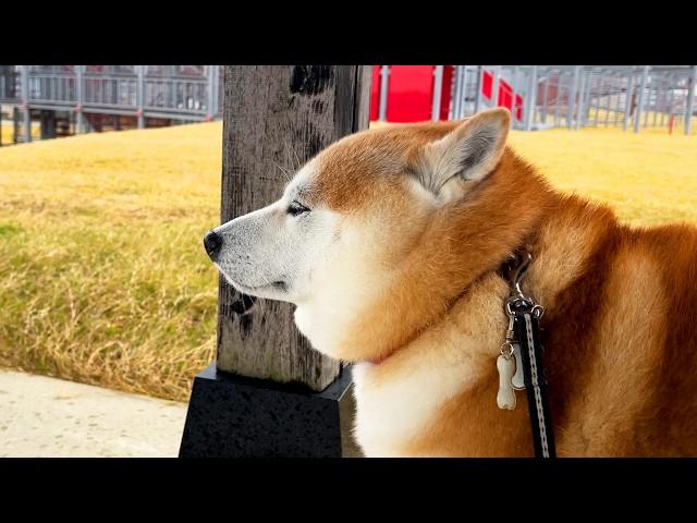 A sudden rain caused Shibe to take shelter under a roof, but he mustered the courage to return home.