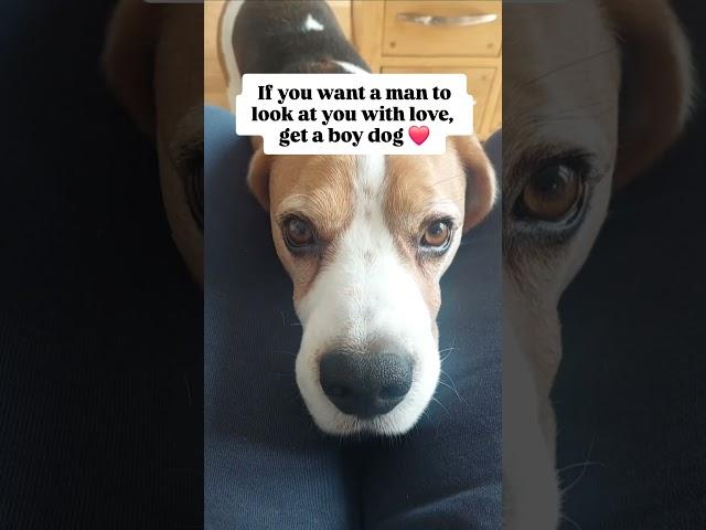Get a boy dog, baby!  #shorts #funnydogs #cute #cutedog #beagle #beagles #beaglelove #perfectman