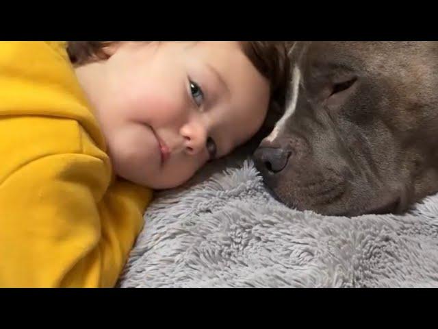 Little Girl Has A Wholesale Relationship With Her Pitbull Dog from The Day She Was In The Womb