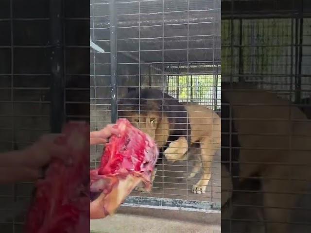 huge Barbary Lion, he's real king 