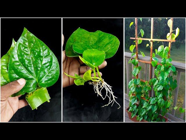 Amazing idea for grow betel plant at home from leaves || Water propagation for planting