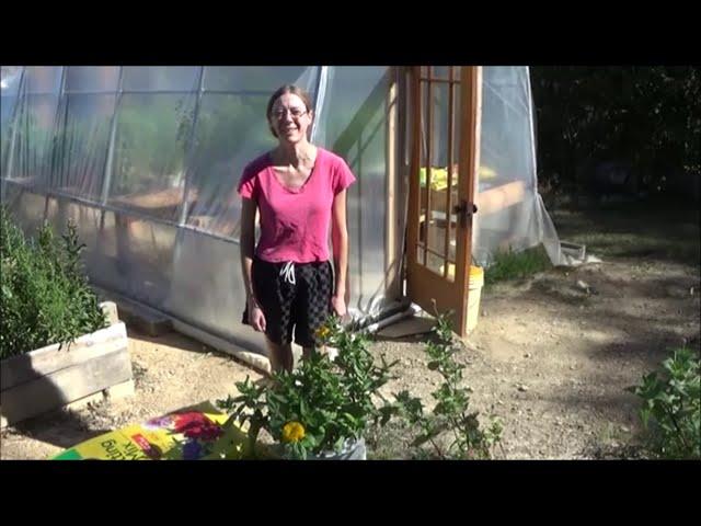 Growing Canary Bird Yellow Zinnias, Canary Bird Yellow Heirloom Zinnia Review, How To Grow Zinnias