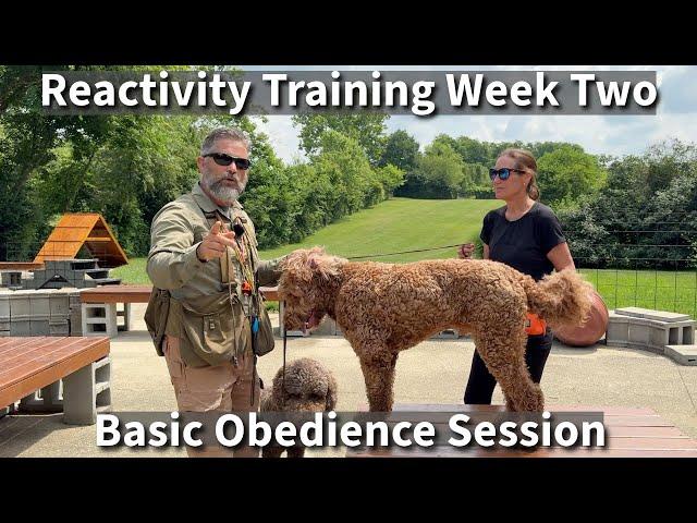 Understanding & Preventing Puppy (Dog) Reactivity | Part Three