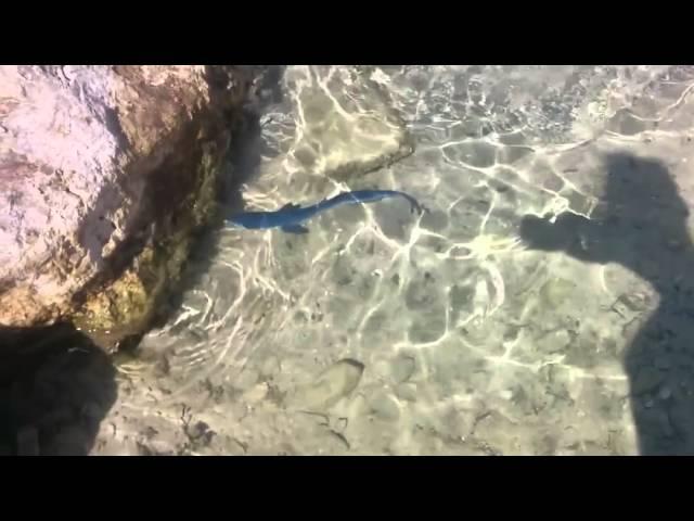 Bébé Requin Bleu à Marseille l'Estaque - Plage de Corbières