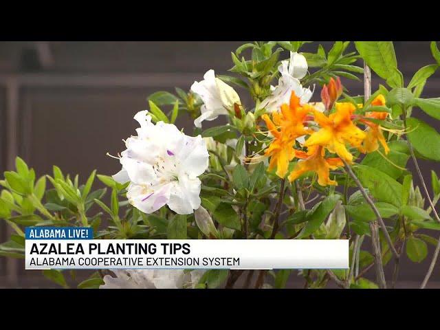 Alabama Cooperative Extension System gives azalea planting tips for spring