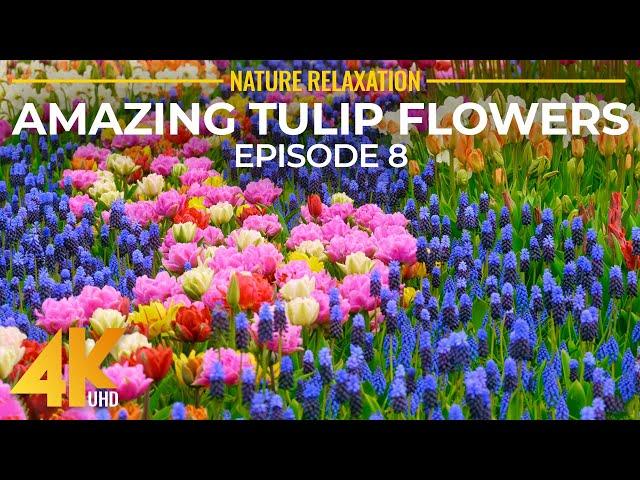 Springtime Blossoms in Vibrant Colors (4K UHD) - Skagit Valley Tulip Festival (2022) - Episode 8