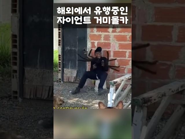 해외에서 돌고 있는 대형거미