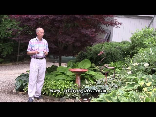 Giant Hostas - When Size Matters