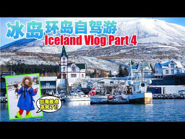 冰岛Vlog Part 4 | 出海观鲸差点冻死了!! | 冰岛环岛自驾游 #iceland #visiticeland