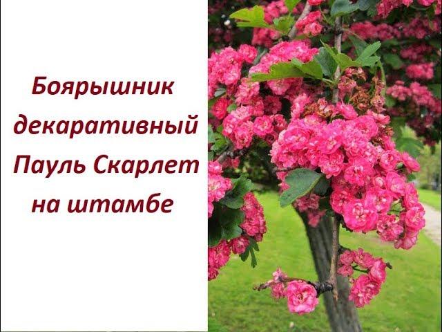 Боярышник Пауль Скарлет