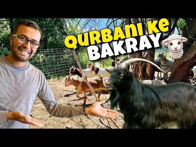 Qurbani ke bakray 