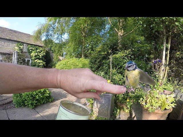 Blue Tit Feeds Out Of Man's Hand