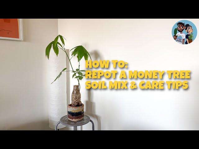 How To Repot a Money Tree