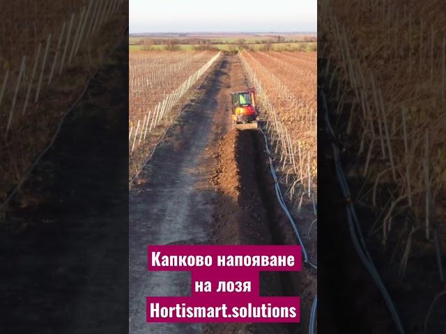 Drip Irrigation Vineyards Hortismart Solutions #drip #irrigation #капково #напояване #лозя