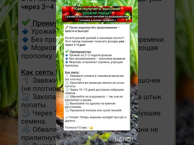 основные правила выращивания моркови