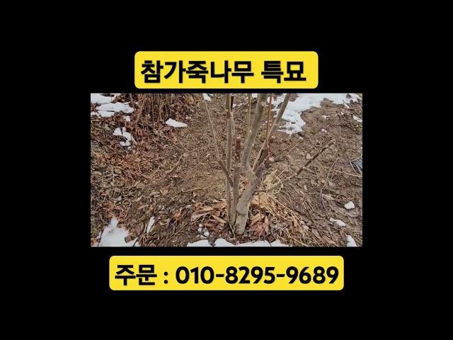 참가죽나무 특묘 #고수익