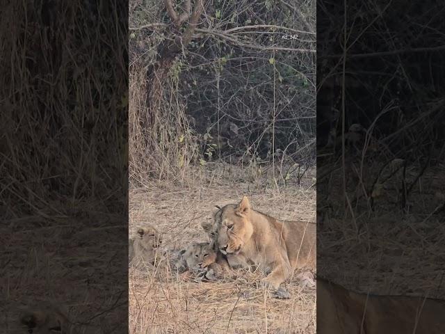 #forest #gir #lioness #cub #vedio #nature