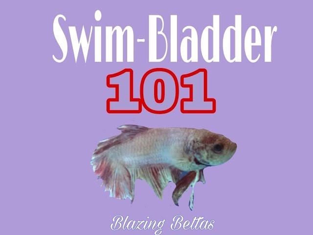 Swim Bladder 101 [] Betta Fish - Blazing Bettas