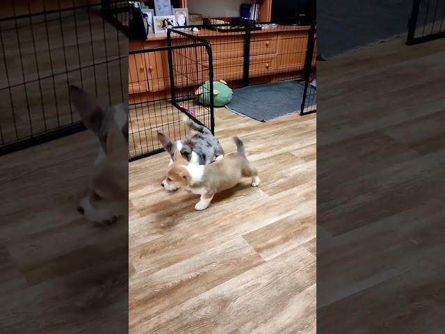 Corgi