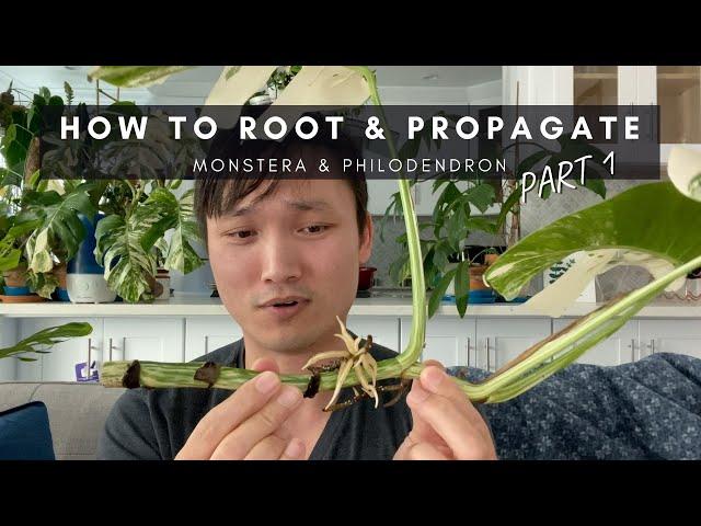 How to Root & Propagate Monstera & Philodendron, Part 1 | Care Guide, Rooting & Propagation | Ep 67