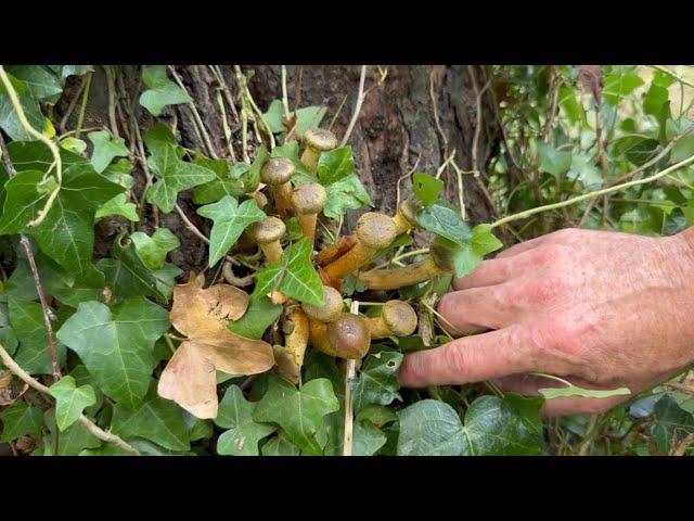 Honey Fungus on my Apple Tree. Is it a gonner?