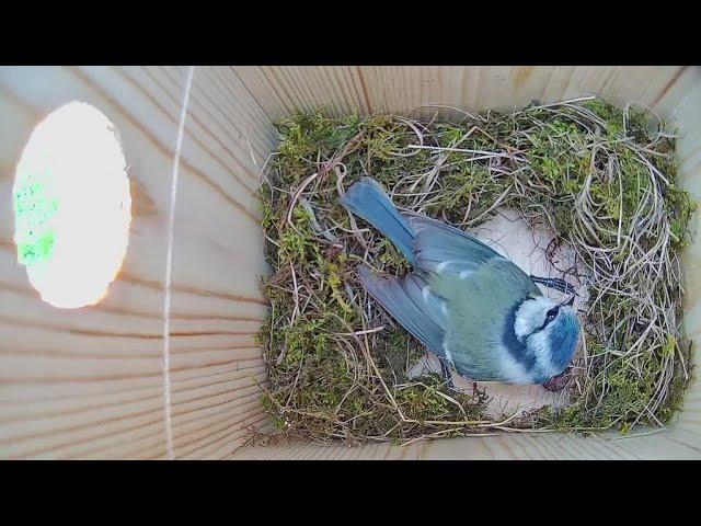 BlueTitCam - the build to ten eggs in 2020