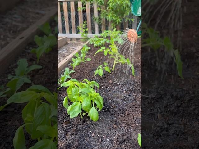 Alaska Fish Fertilizer for Gardening
