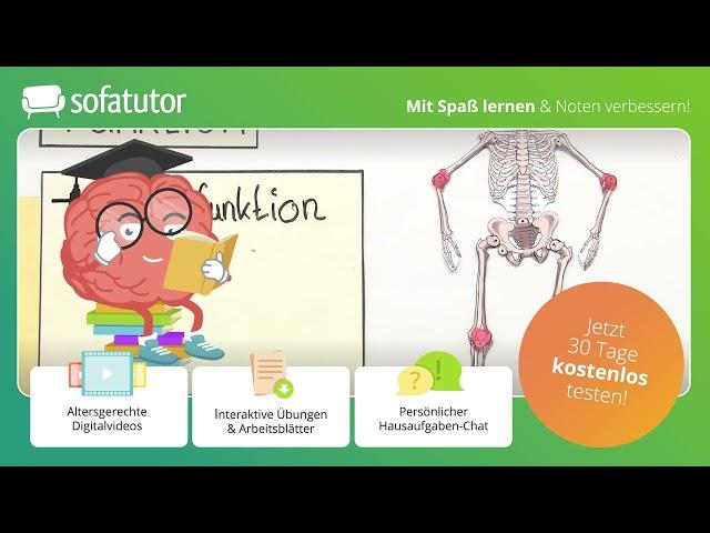 Knochen –  Bau und Funktion (Basiswissen) einfach erklärt – Biologie 5. & 6. Klasse