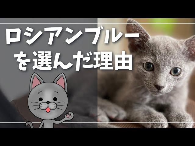 付かず離れずの楽な関係をお求めの方に最高の猫種【ロシアンブルー】