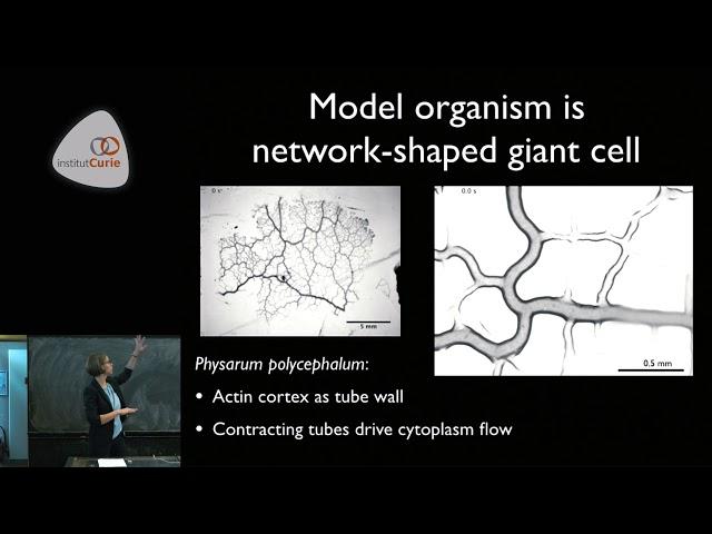 Fluid flows shaping morphology - Karen Alim