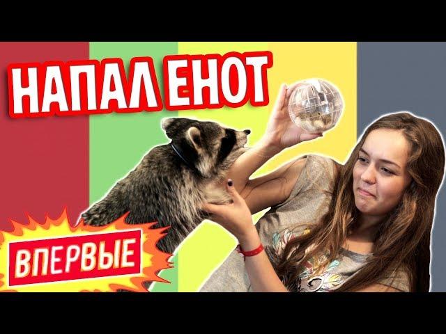 ВПЕРВЫЕ: 24 ЧАСА С ЕНОТОМ ДОМА :)