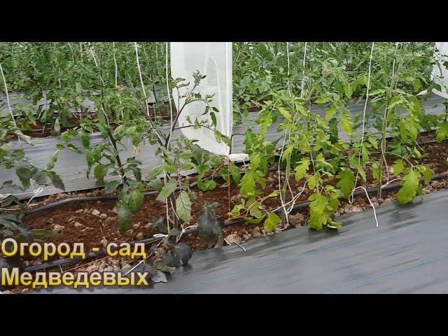 Томаты не растут, как вывести их из стресса