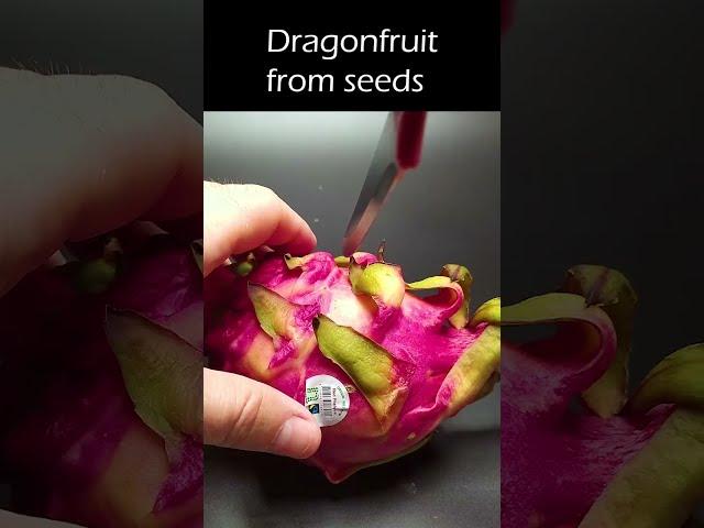 Growing dragonfruit plant from seed #greentimelapse #gtl #timelapse