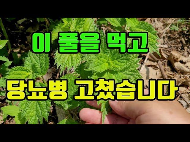 당뇨병에 특효!! 당뇨합병증으로 인한 시력상실을 막아준다~