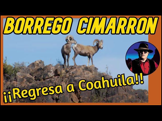 Borrrego Cimarrón, (Ovis canadensis mexicana) en Coahuila