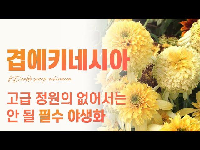 ‍‍‍겹 에키네시아 7종‍‍‍ 여름정원의 필수식물! 구하기도 어려운 겹에키네시아! 더케이야생화에는 전부 다 있습니다.